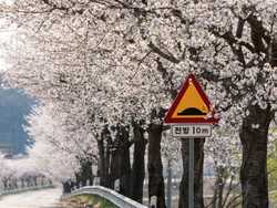 A road lined with cherry blossom trees in full bloom, with a Korean traffic sign warning of a speed bump in 10 meters.