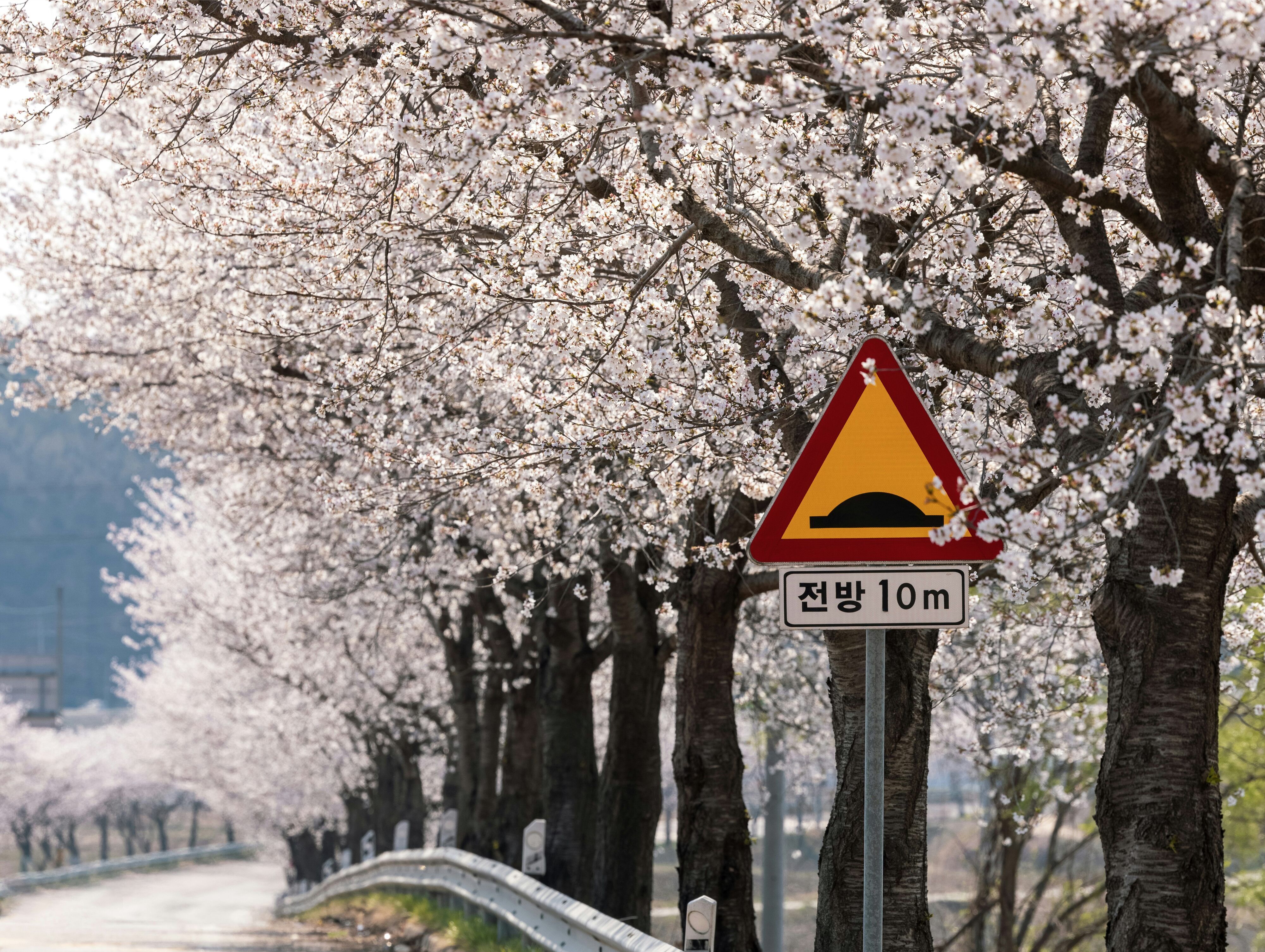 A road lined with cherry blossom trees in full bloom, with a Korean traffic sign warning of a speed bump in 10 meters.